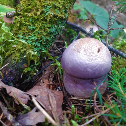 Foraging for Morels: What Indigenous Teachings Have to Say About Food Sovereignty
