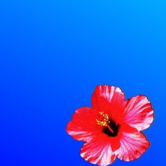 a gente nunca sabe quando vai gostar de alguem, peril