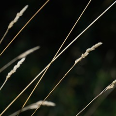 Ładny