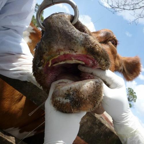 Stream The man behind Australia's Animal Disease Spread Model AADIS by Libby Price Listen