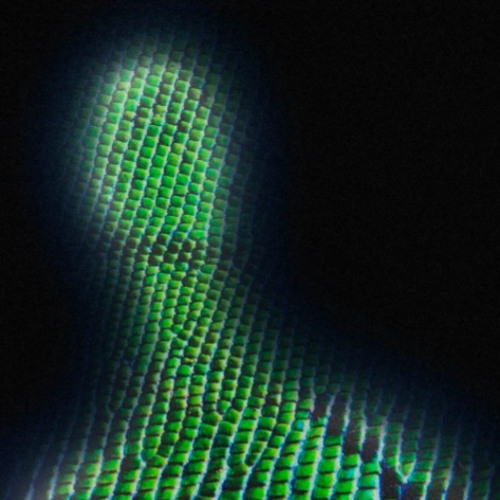 2d3Ep - Alpha Draconians