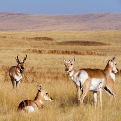 Discovery Moments - Pronghorns