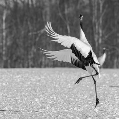 Alle tror de at de er de eneste