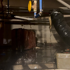 Trapped in a Cage V1