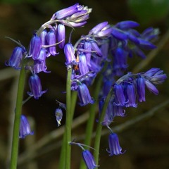 La Campanule