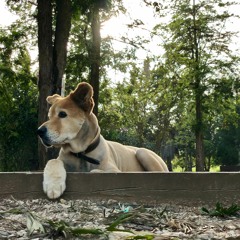 FoZzi - Valley Of The DEad Kings (PHARAOH ULTIMATE BEAT CONTEST)