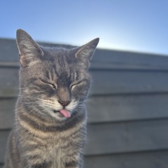 “JGo. - WHAT'S NEW PUSSY CAT?
