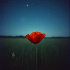 THE COLOUR OF A POPPY