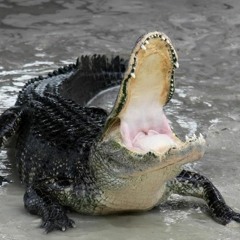 Alligators Revised Episode 10 by Ken David Stewart