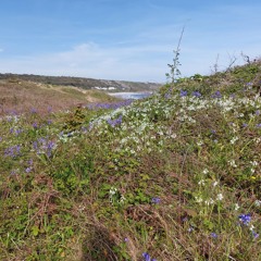 Bluebells On A Windy Beach