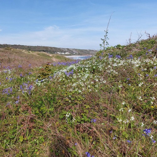 Bluebells On A Windy Beach