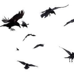 Bear dropper (scootxk)