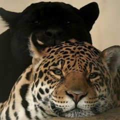 ALGO NUEVO prod noctizbrickz