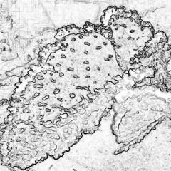 Dalla Brina, piano - 2013