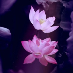 Thousand Flower Pettle Lotus - Hiphop Beat Instrumental 2021