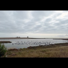 2022.02.20 Black Swans. Coorong. Morning. Late Summer