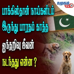 Heroic Canine Sacrifice: Kent, the Indian Army's Brave Labrador || Samugam Tv News