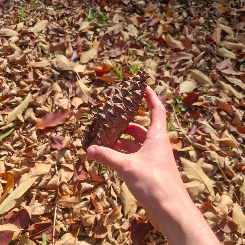 Pinecone (prod. Cha$e)