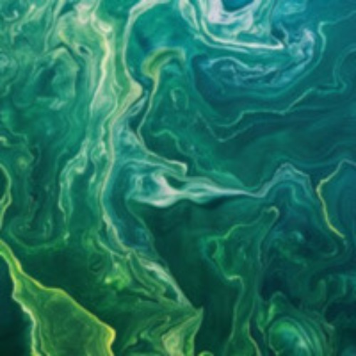 euglena.