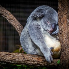Befriending Anxiety to Rest More Deeply for Sleep Mindfulness invitation
