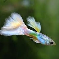 guppies