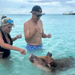 Review Special Price New Halfday Swim With Pigs At Rose Island
