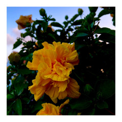 A Flower Needs Time To Bloom