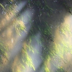 I will see you again, on the other side of the ocean