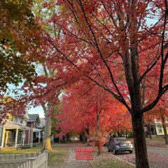 autumn calls