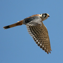 Cernícalo Americano en Perú. Las 4 Claves para Identificarlo.