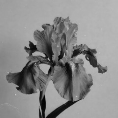 ACTUALLY ALF ft. Bella May - Healing