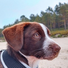 SFORA OPEN CALL 2024