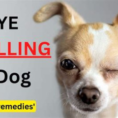 Best Dog Swollen Under Eye Home Treatment Reviews