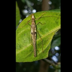 HK_Calm-&-Steady_tracks_384