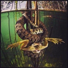 KING KOBRA*First Shot