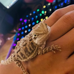 i got a Bearded Dragon in my hand
