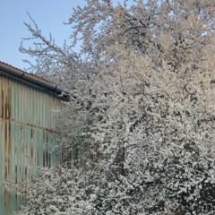 MÁNIE [prod. neverl0se]