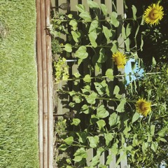 The Lights Showed Up