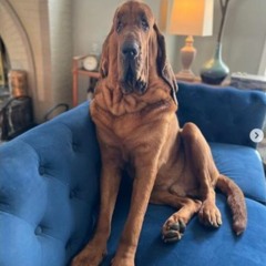 ‼️MEGA COMPILATION 2020-2024 UNRELEASED DJXIJINPING SKOKKA CEO HOSTED BY ANIEL, PAPPO MC‼️