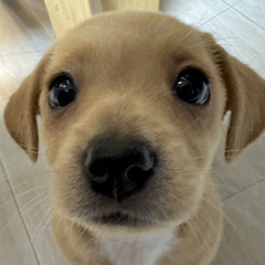 Khuất Lối