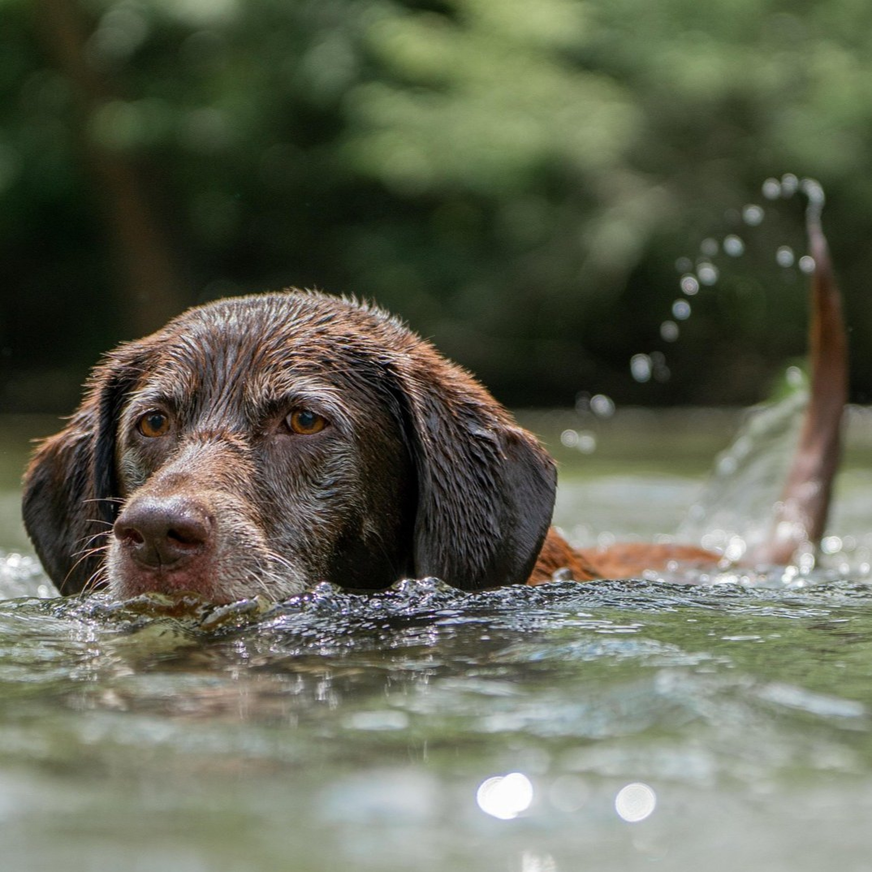 The risk from blue-green algae to dogs