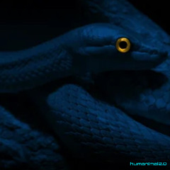 eyes of a basilisk mix (original mix)