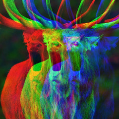 Wapiti Hey