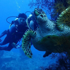 Review Top Tulamben Diving USS Liberty Shipwreck Scuba Dive