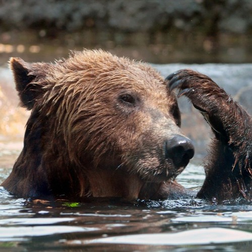 Science Friday Asks an Expert: Why Do We Itch?