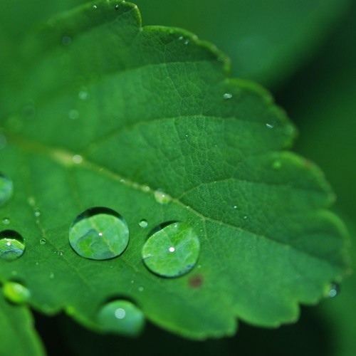 New Leaf