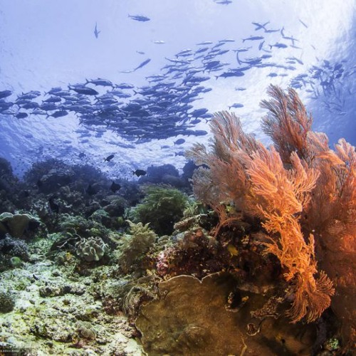 Adesampler2018 travel background music (FREE DOWNLOAD)