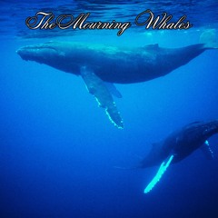 The Mourning Whales