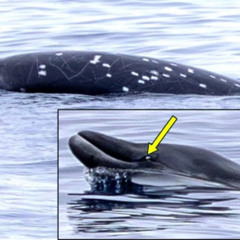 Whale Species Spotted for First Time