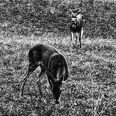 TAKE OFF YOUR ANTLERS